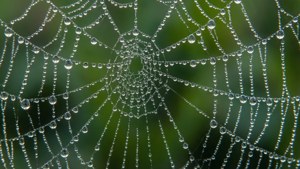 Dew Spider Web