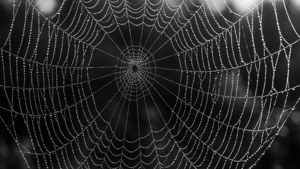 Dew Web