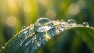 Dewdrop on Leaf Close-Up