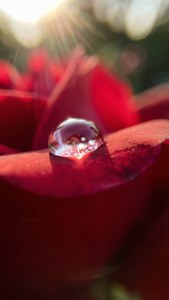 Dewdrop on Rose