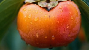Dewdrop Persimmon Macro
