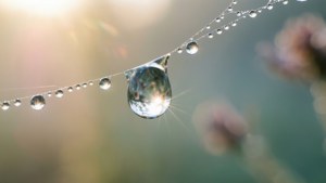 Dewdrop's Last Dance