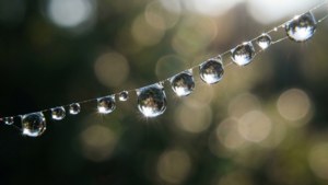 Dewdrop Web Sequence