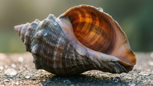 Dewdrop Whelk