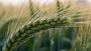 Dewdrops on Wheat