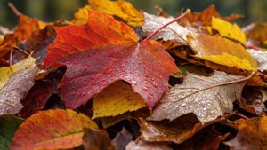 Dewy Autumn Leaves