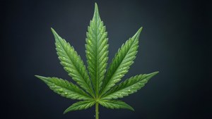Dewy Cannabis Leaf