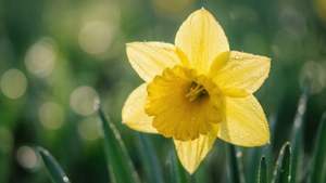 Dewy Daffodil Macro