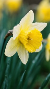 Dewy Daffodil Macro