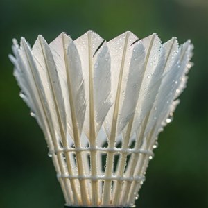 Dewy Feathers Macro