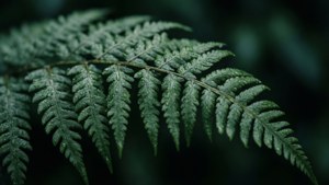 Dewy Fern Dark