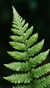 Dewy Fern Leaf