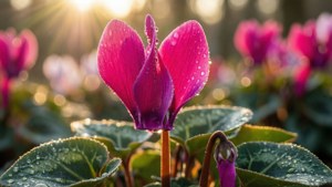 Dewy Fuchsia Cyclamen