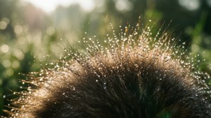 Dewy Fur in Morning Light