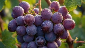 Dewy Grape Bunch