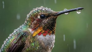 Dewy Hummingbird