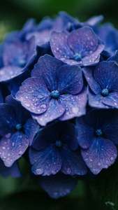 Dewy Hydrangea Blue
