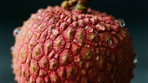 Dewy Litchi Close-Up