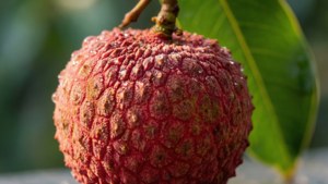 Dewy Litchi Macro