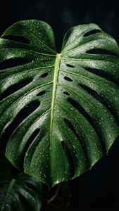 Dewy Monstera Macro