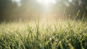 Dewy Morning Grass