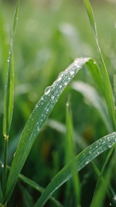 Dewy Namek Grass
