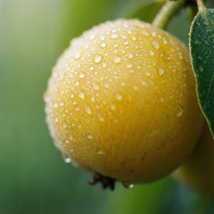 Dewy Nance