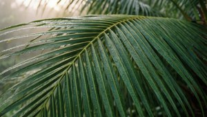Dewy Palm Leaves
