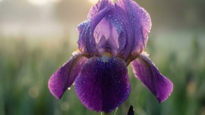 Dewy Purple Iris