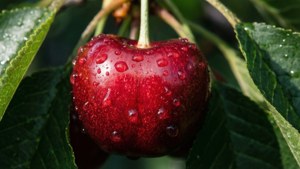Dewy Red Brush Cherry