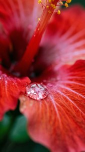 Dewy Red Hibiscus Macro