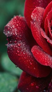 Dewy Rose Macro