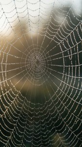 Dewy Spider Web