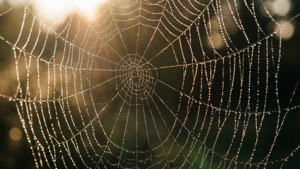 Dewy Spider Web
