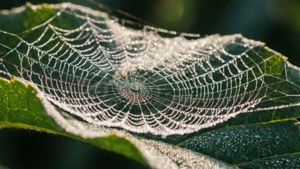 Dewy Spider Web Macro