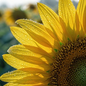 Dewy Sunflower