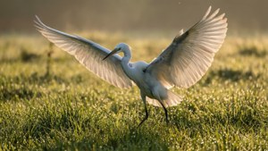 Dewy Takeoff Egret