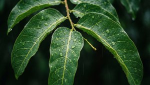 Dewy Tamarind Leaves