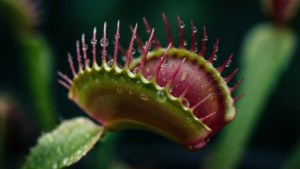 Dewy Venus Trap