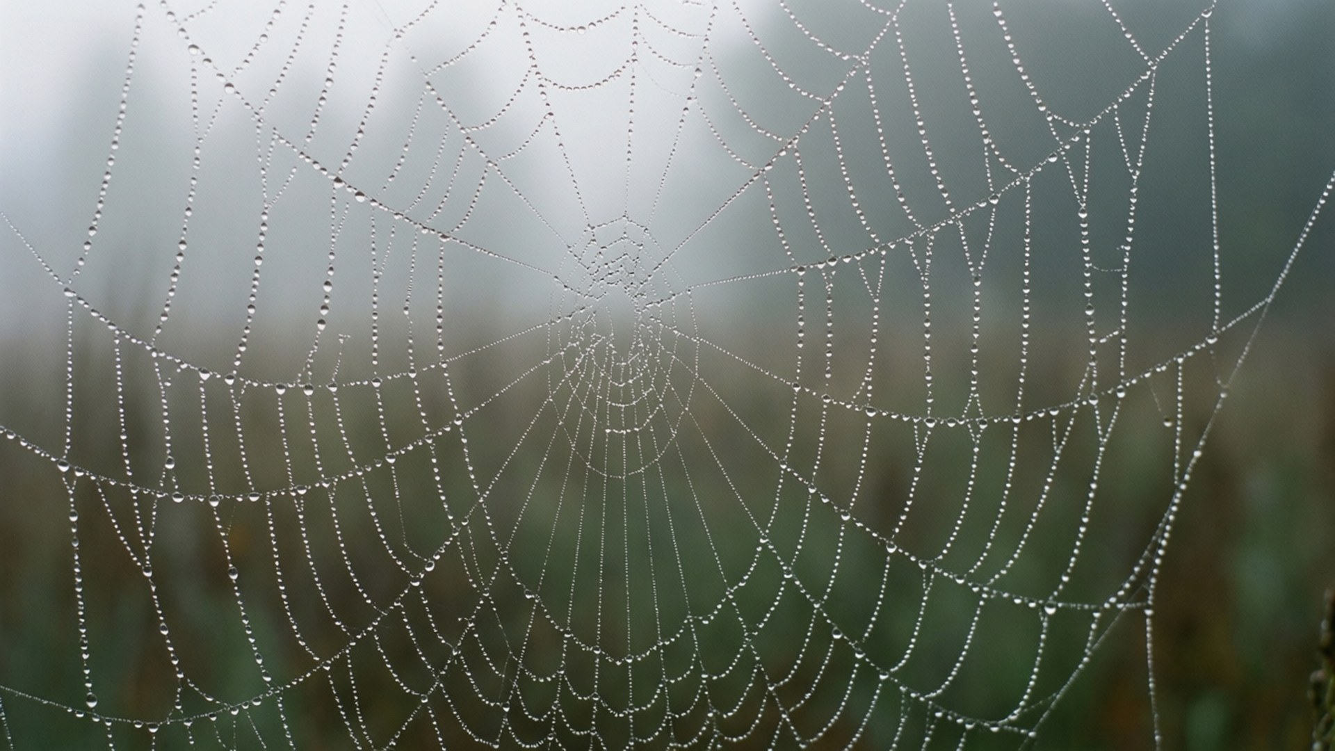 Dewy Web in the Mist by Wallpapers.art Studio