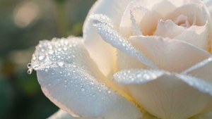 Dewy White Rose