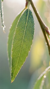 Dewy Willow Leaves Macro