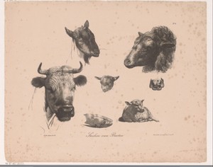 Dierenkoppen