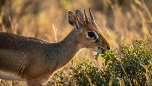 Dik-dik Grazing at Golden Hour