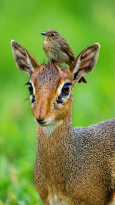 Dik-dik with Bird Friend