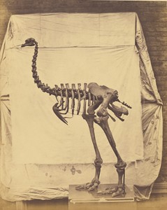 [Dinornis Elephantopus]
