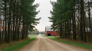 Dirt Road Pines