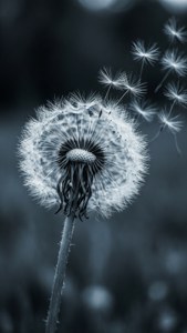 Dispersing Dandelion