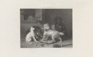 Diverse honden bij een muur