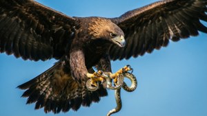 Diving Eagle Snake